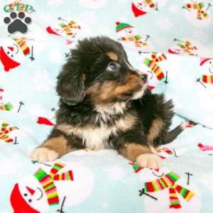 Charlie, Bernedoodle Puppy